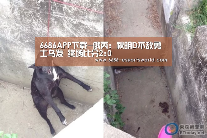 6686APP下载